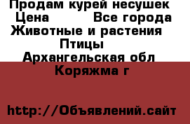 Продам курей несушек › Цена ­ 350 - Все города Животные и растения » Птицы   . Архангельская обл.,Коряжма г.